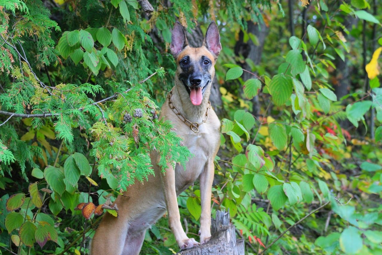 Landing picture of dog